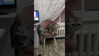 Нашалюбимка #нашажизньлн #домашниеживотные