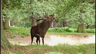 Red deer stag rut call, Red stag roaring, 4k