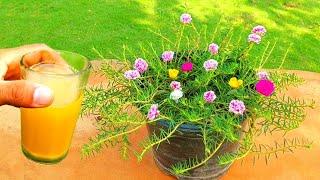 Best Fertilizer For Moss Rose/Portulaca/9o' clock