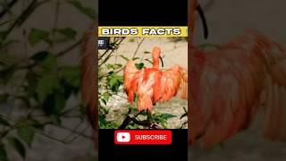birds amazing facts  #trending #facts