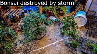 Severe storm destroyed my Bonsai trees.