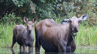 Close Up Moose Encounter (Mom & Calf) at Chena Lakes Recreation Area in Alaska