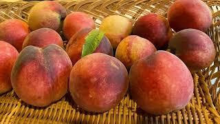 How To Grow Peaches From Seed 3 Year Follow-up