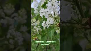 Практика "Цветочное дыхание"