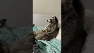 Raccoon Chilling In Bed #shorts