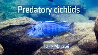 Predatory cichlids in Lake Malawi