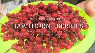 Winters Forgotten Hawthorne Berries