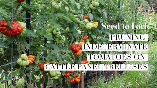 Pruning Tomatoes on Cattle Panels