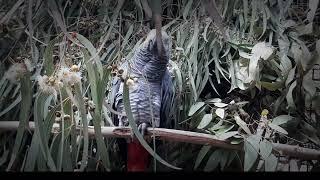 African Grey Parrot Secrets: The Minds Behind the Mimicry - bird advocacy - parrot enrichment