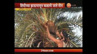 Raigad,Alibaug Neera Drink Get From Shindi Tree Which Give Emloyment To Farmers