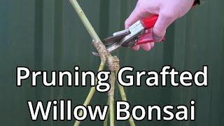 Grafted Willow Bonsai Update (Spring 2024)