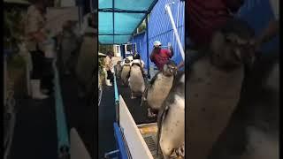 Пингвины . Penguins . Thailand zoo .