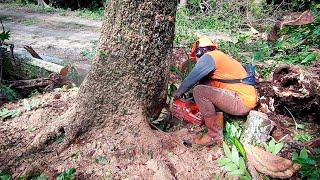 Harvest honey or cut down trees..?? cut down old rainforest