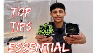 How To Separate Chilli Seedlings | Beginners Guide To Growing Peppers