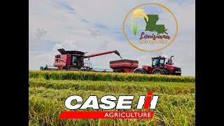 2024 Louisiana Rice Harvest  With All Case IH Equipment