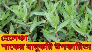 হেলেঞ্চা শাকের গুনাগুন | Helencha Shak Upokar | Helencha Shak Ar Upokarita