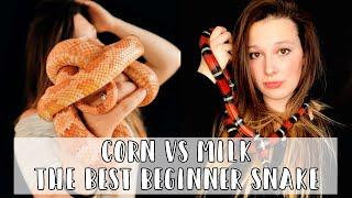 Milk Snakes vs Corn Snakes: The Best Beginner Snake