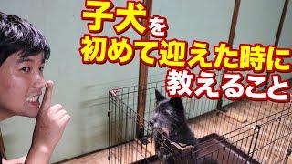 子犬を初めて迎えた時に教えること。トイレ、食事、トイレ、ハウス、ケージ、お散歩など