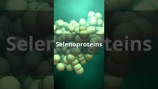 What does Selenium do in the body?