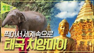 힐링의 도시 태국 치앙마이 [2TV 생생정보] KBS 230825 방송