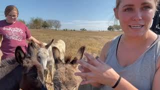 Learning on the Farm Mini Donkey Facts