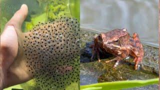 Mini frog army from egg to adult frog in 6 months.