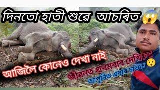 hati video // হাতী ভিডিঅ' // elephant  vlog // extra video