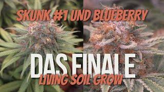 Erntezeit  Skunk #1 & Blueberry | Vom Zelt in die Trockenkammer