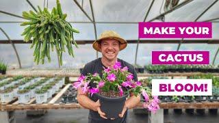 How to Make Your Christmas Cactus Bloom! |Care and Propagation Tips!|