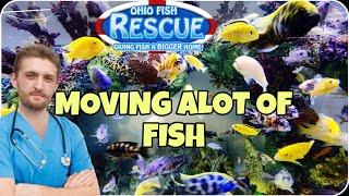 MOVING MORE MONSTER FISH at OHIO FISH RESCUE