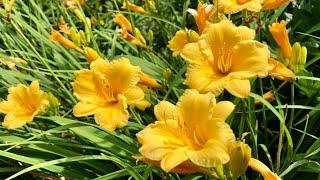  Stella de Oro Daylily       | Excellent Edging Perennial and Flowers in Summer  | Plant Shows