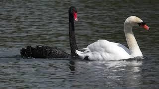 Black Swan following Mute Swan