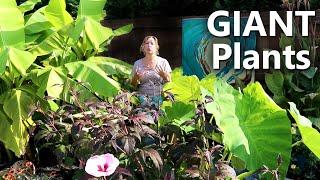 How to grow HUGE PLANTS!! | My watering & fertilizing routines