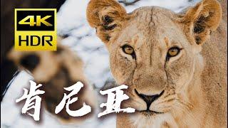 【4K HDR】镜头下的震撼：肯尼亚动物大迁徙之旅行攻略｜摄影｜马赛马拉｜Vlog