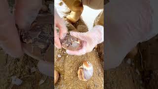 Sea Agate and Sea Crystal: Finding Hidden Treasures on the Shore and rare pearl