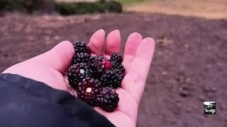 Rastrando Gradeando. Cultivo de moras con Plus 100 LS tractor maquinaria agrícola