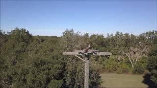 Mr. Alligator - Layton Pond, Fish Hawk Trails, Lithia, FL