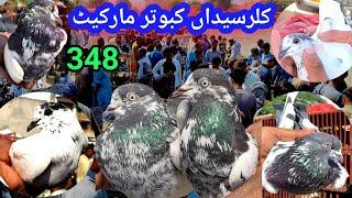 348 | Kabootar Mandi Kallar Syedan | Latest Update High Flying Pigeon Market Price | 9/10/2024 !