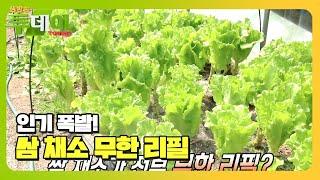 ‘무한 리필’ 직접 기른 제철 쌈 채소 한 상 #생방송투데이 #LiveToday #SBSstory