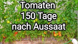 Tomaten  150 Tage nach Aussaat Gute Sorten Krankheiten im August