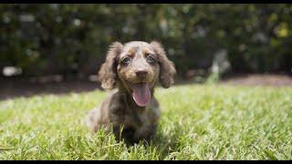 How To Choose The Right Breed For You | Petland Florida