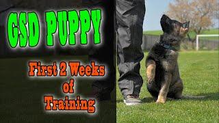 German Shepherd Puppy Training - First 2 weeks of training / 4K