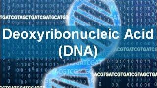 Deoxyribonucleic Acid (DNA)