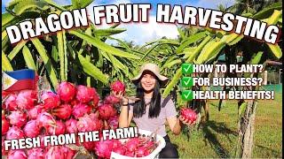 DRAGON FRUIT HARVESTING & FARMING + HEALTH BENEFITS | PWEDENG I BUSINESS? | Tinmay Arcenas ️