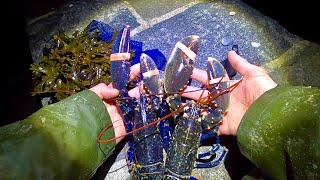 COASTAL FORAGING - Big lobsters at Midnight! Catch Clean Cook