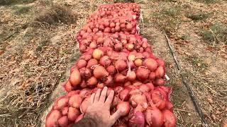 ТАДЖИКИСТАН/Сбор ЛУКА в районе Дангара/Onion collection in Tajikistan