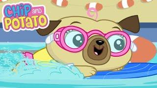 Chip and Potato | Lição de natação de Chip // Spud's Homework | Desenhos animados para crianças