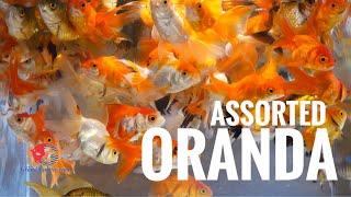 Assorted Oranda Goldfish nice and healthy for export from Thailand.