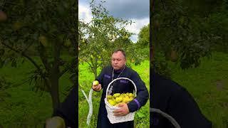 Чи можна тримати штучні квіти вдома?