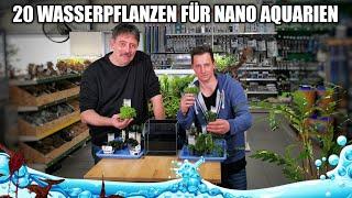 20 geeignete Wasserpflanzen für das Nano Aquarium